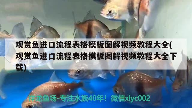 商丘魚缸維修電話多少號(hào)碼（商丘賣魚缸的電話） 黃吉金龍（白子金龍魚） 第3張