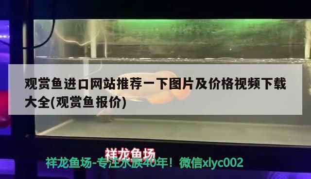 紅龍魚品牌推薦知乎：紅龍魚品牌排行 廣州水族批發(fā)市場 第3張