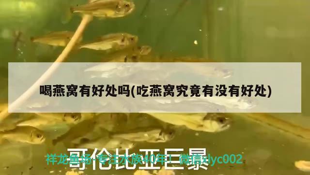 銀龍魚的飼養(yǎng)方法，銀龍魚吃什么