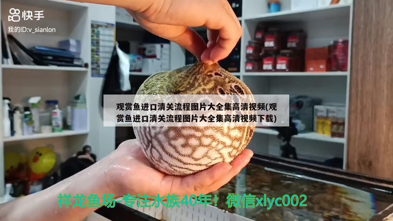 觀賞魚進口清關流程圖片大全集高清視頻(觀賞魚進口清關流程圖片大全集高清視頻下載)