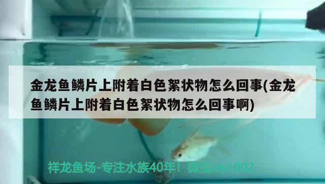 金龍魚鱗片上附著白色絮狀物怎么回事(金龍魚鱗片上附著白色絮狀物怎么回事啊) 魚缸水質(zhì)穩(wěn)定劑