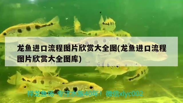 龍魚(yú)進(jìn)口流程圖片欣賞大全圖(龍魚(yú)進(jìn)口流程圖片欣賞大全圖庫(kù)) 觀賞魚(yú)進(jìn)出口