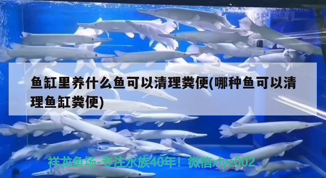 上聯(lián)：月中嫦娥抱玉兔，如何對下聯(lián)，《西游記》中的孫悟空能打贏《封神演義》中的楊戩嗎