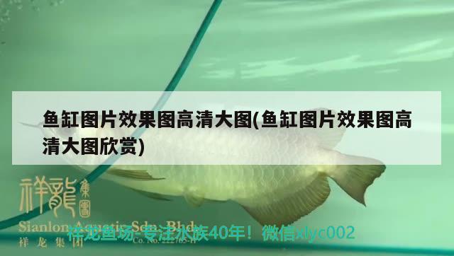 魚缸圖片效果圖高清大圖(魚缸圖片效果圖高清大圖欣賞) 觀賞蝦蟹等飼料