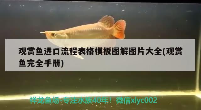 觀賞魚進(jìn)口流程表格模板圖解圖片大全(觀賞魚完全手冊(cè)) 觀賞魚進(jìn)出口