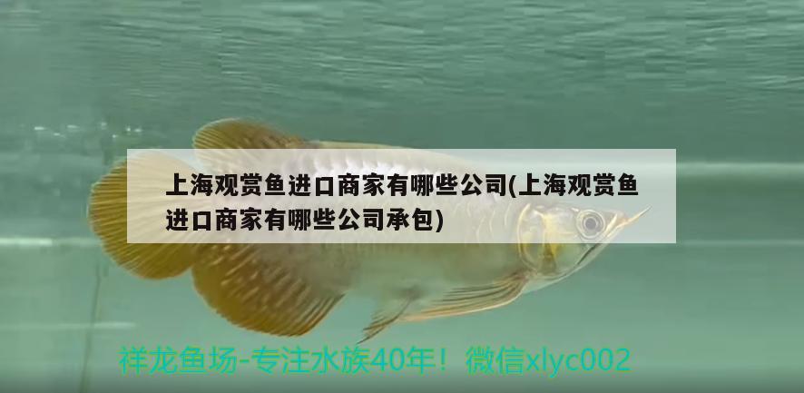 上海觀賞魚進(jìn)口商家有哪些公司(上海觀賞魚進(jìn)口商家有哪些公司承包) 觀賞魚進(jìn)出口