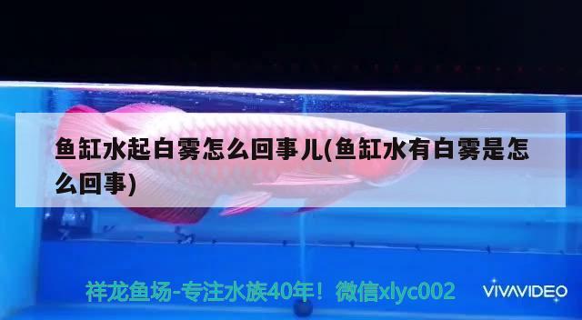 魚缸水起白霧怎么回事兒(魚缸水有白霧是怎么回事) 野生埃及神仙魚