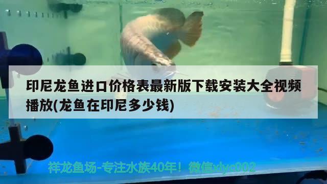 印尼龍魚進口價格表最新版下載安裝大全視頻播放(龍魚在印尼多少錢) 觀賞魚進出口