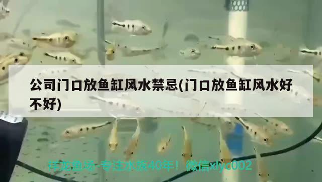 金龍魚品牌排名：金龍魚品牌排名第幾