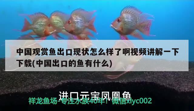 手喂巴西亞虎魚 巴西亞魚 第3張