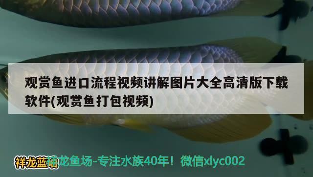 觀賞魚進口流程視頻講解圖片大全高清版下載軟件(觀賞魚打包視頻) 觀賞魚進出口