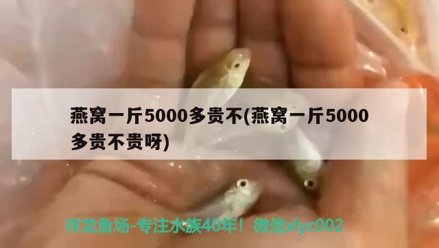 燕窩一斤5000多貴不(燕窩一斤5000多貴不貴呀) 馬來西亞燕窩