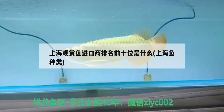 手喂巴西亞虎魚 巴西亞魚 第1張