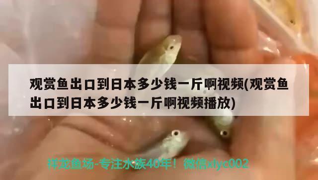 陽(yáng)城哪里有賣(mài)魚(yú)缸的店啊電話（陽(yáng)城哪里有賣(mài)魚(yú)缸的店啊電話號(hào)碼） 白子關(guān)刀魚(yú)苗 第1張