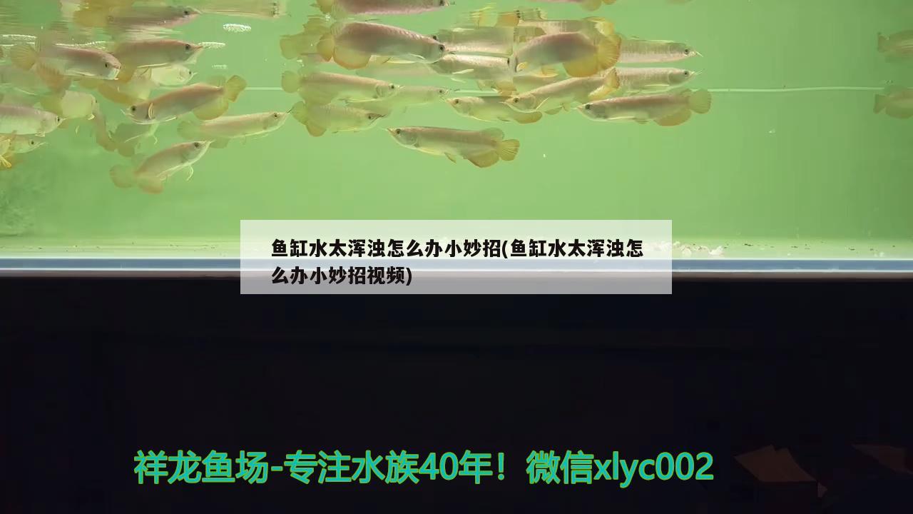 魚(yú)缸水太渾濁怎么辦小妙招(魚(yú)缸水太渾濁怎么辦小妙招視頻) 水族品牌