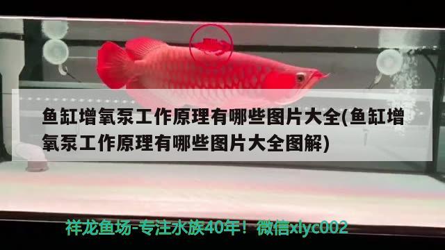 魚(yú)缸增氧泵工作原理有哪些圖片大全(魚(yú)缸增氧泵工作原理有哪些圖片大全圖解) 圣菲埃及魚(yú)