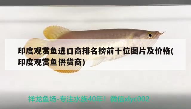 印度觀賞魚進口商排名榜前十位圖片及價格(印度觀賞魚供貨商) 觀賞魚進出口