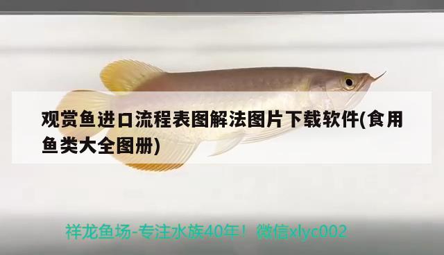 魚缸燈防水嗎？了解魚缸燈的防水性能使用注意事項，了解魚缸燈的防水性能及使用注意事項