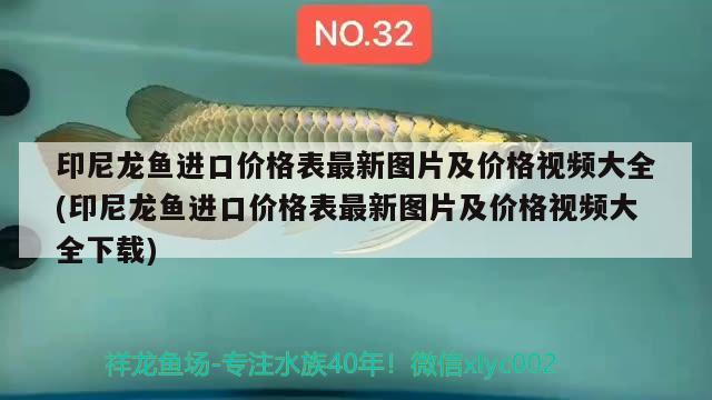 印尼龍魚進口價格表最新圖片及價格視頻大全(印尼龍魚進口價格表最新圖片及價格視頻大全下載) 觀賞魚進出口