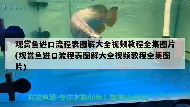 觀賞魚進(jìn)口流程表圖解大全視頻教程全集圖片(觀賞魚進(jìn)口流程表圖解大全視頻教程全集圖片) 觀賞魚進(jìn)出口