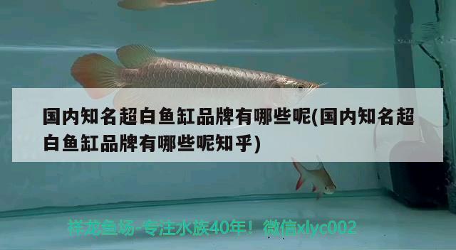 銀龍魚身上有白點是怎么回事兒圖片大全（銀龍魚頭部有白點） 銀龍魚 第3張