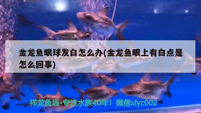 金龍魚眼球發(fā)白怎么辦(金龍魚眼上有白點是怎么回事) 星點金龍魚