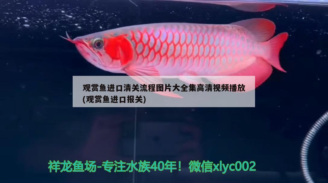 觀賞魚進(jìn)口清關(guān)流程圖片大全集高清視頻播放(觀賞魚進(jìn)口報(bào)關(guān)) 觀賞魚進(jìn)出口