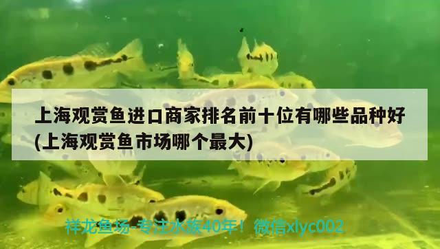 上海觀賞魚進(jìn)口商家排名前十位有哪些品種好(上海觀賞魚市場哪個(gè)最大) 觀賞魚進(jìn)出口