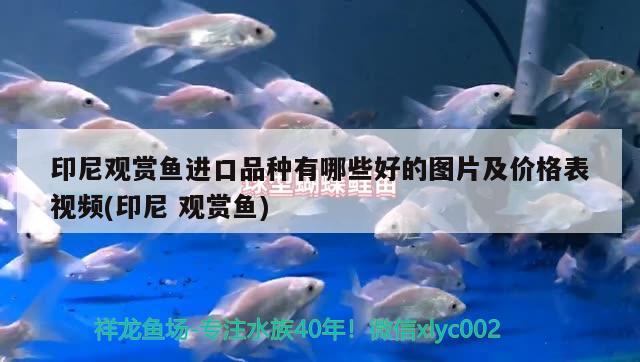 不同品種斗魚公母搭配，斗魚怎么分品種