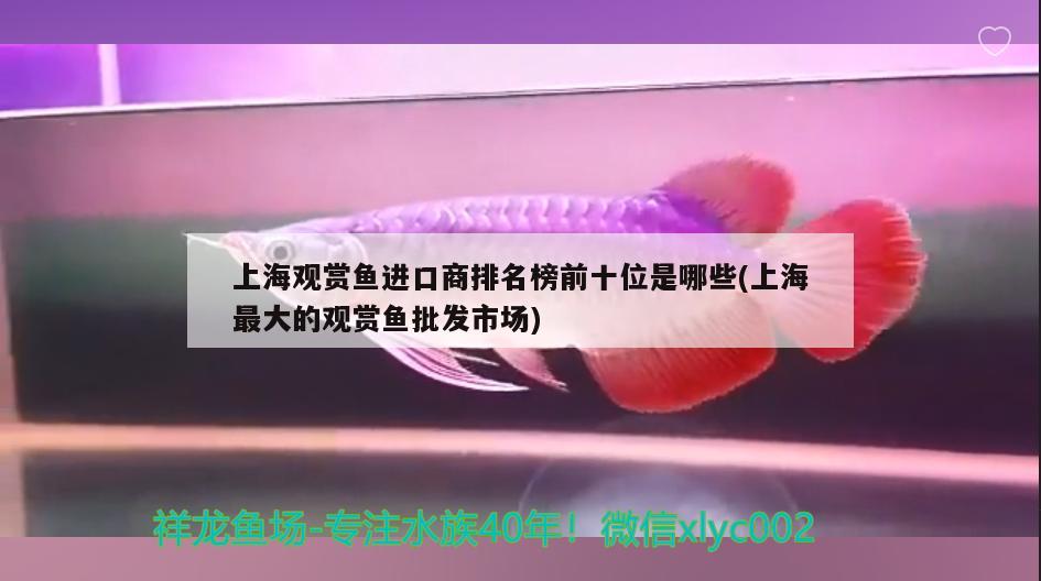 小恐龍魚吃什么長得快點：小恐龍魚怎么養(yǎng)