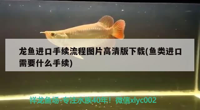 龍魚進(jìn)口手續(xù)流程圖片高清版下載(魚類進(jìn)口需要什么手續(xù)) 觀賞魚進(jìn)出口