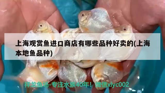 上海觀賞魚(yú)進(jìn)口商店有哪些品種好賣(mài)的(上海本地魚(yú)品種)