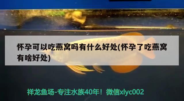 懷孕可以吃燕窩嗎有什么好處(懷孕了吃燕窩有啥好處) 馬來西亞燕窩