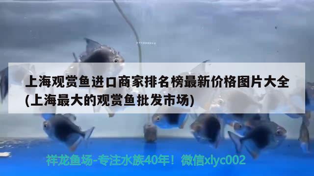 上海觀賞魚進(jìn)口商家排名榜最新價(jià)格圖片大全(上海最大的觀賞魚批發(fā)市場)