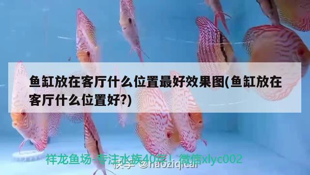 魚缸放在客廳什么位置最好效果圖(魚缸放在客廳什么位置好?) 刀魚魚