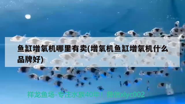 魚缸增氧機(jī)哪里有賣(增氧機(jī)魚缸增氧機(jī)什么品牌好) 斑馬鴨嘴魚苗