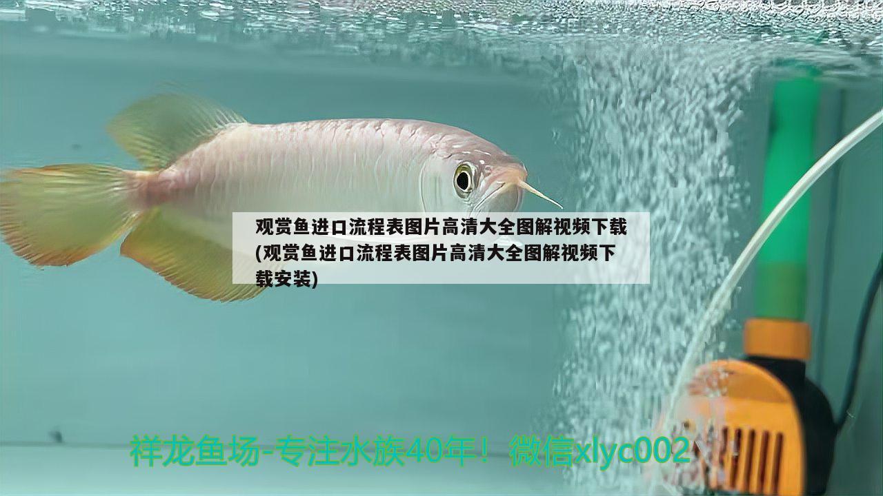 浮萍養(yǎng)在魚缸里行嗎（浮萍進(jìn)缸前魚缸要怎么消毒） 雪龍魚 第1張