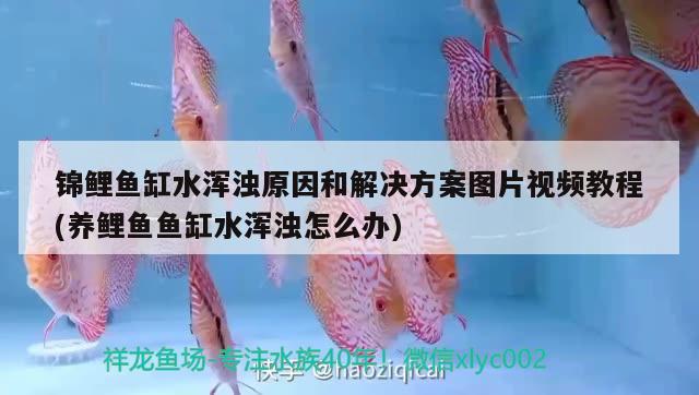 小型觀賞魚種類名稱：小型觀賞魚種類名稱大全 小型觀賞魚 第1張