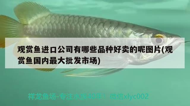 觀賞魚進(jìn)口公司有哪些品種好賣的呢圖片(觀賞魚國內(nèi)最大批發(fā)市場) 觀賞魚進(jìn)出口