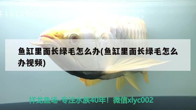 銀龍魚鼻子爛怎么處理好的（龍魚鼻子爛還能恢復(fù)么） 銀龍魚 第3張