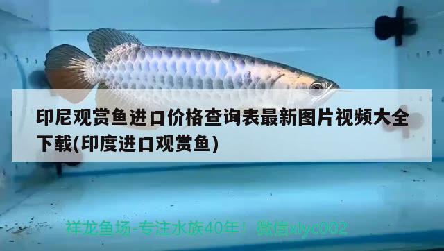 白山水族館真快馬上就全都滿月了 黃金眼鏡蛇雷龍魚 第2張