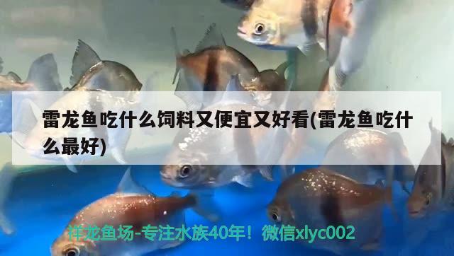 雷龍魚吃什么飼料又便宜又好看(雷龍魚吃什么最好) 豹紋夫魚苗