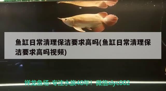 魚缸日常清理保潔要求高嗎(魚缸日常清理保潔要求高嗎視頻) 錦鯉池魚池建設(shè)