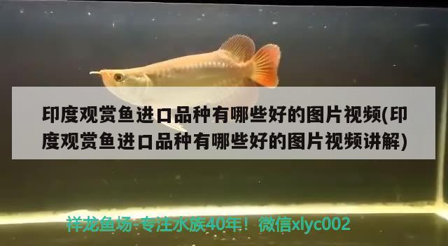 羅漢魚品種分類，羅漢魚包滿頭是啥意思呀 羅漢魚 第2張