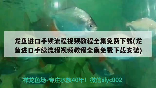 龍魚進(jìn)口手續(xù)流程視頻教程全集免費(fèi)下載(龍魚進(jìn)口手續(xù)流程視頻教程全集免費(fèi)下載安裝)