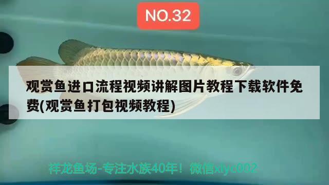 觀賞魚進(jìn)口流程視頻講解圖片教程下載軟件免費(fèi)(觀賞魚打包視頻教程) 觀賞魚進(jìn)出口