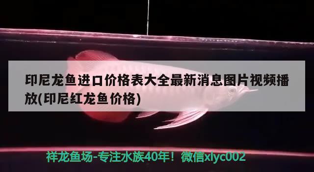 印尼龍魚進口價格表大全最新消息圖片視頻播放(印尼紅龍魚價格)