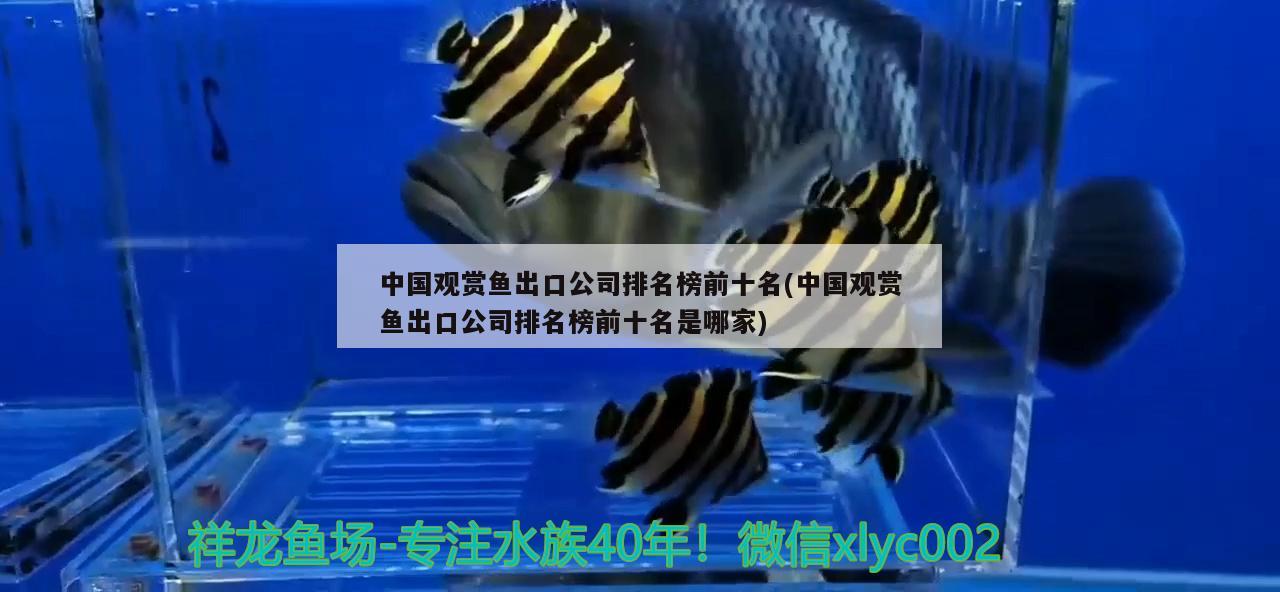 中國觀賞魚出口公司排名榜前十名(中國觀賞魚出口公司排名榜前十名是哪家) 觀賞魚進(jìn)出口