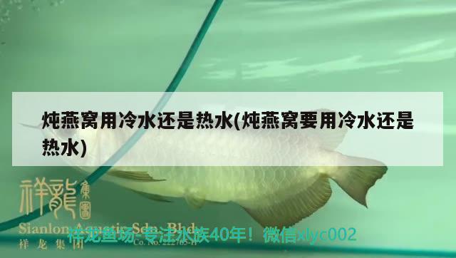 燉燕窩用冷水還是熱水(燉燕窩要用冷水還是熱水) 馬來西亞燕窩