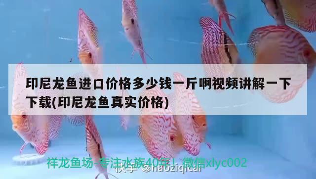 印尼龍魚進口價格多少錢一斤啊視頻講解一下下載(印尼龍魚真實價格)